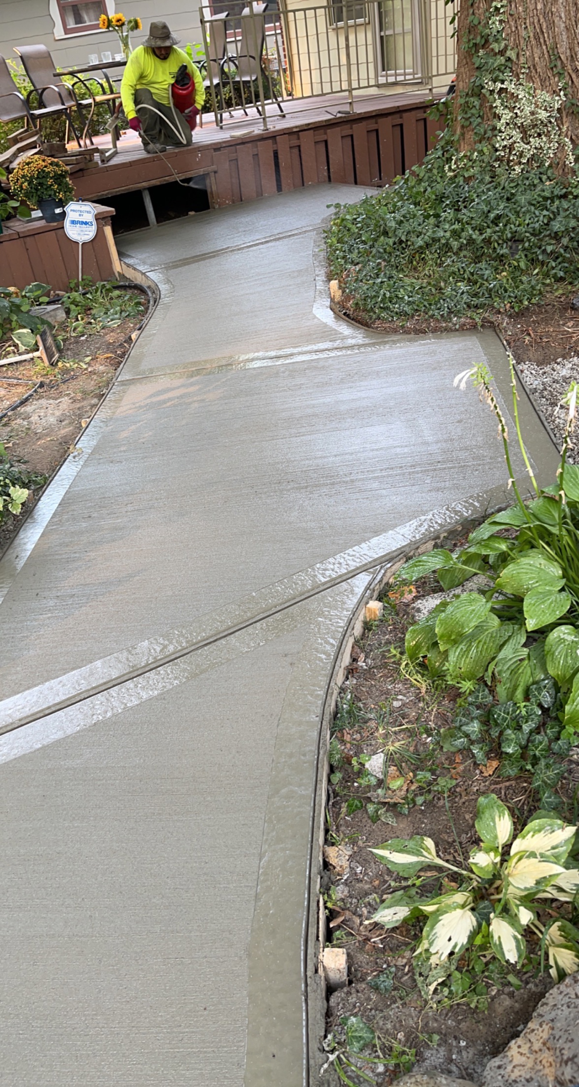 Curving concrete sidewalk through a landscaped garden with hostas and ivy, freshly sealed and still wet.